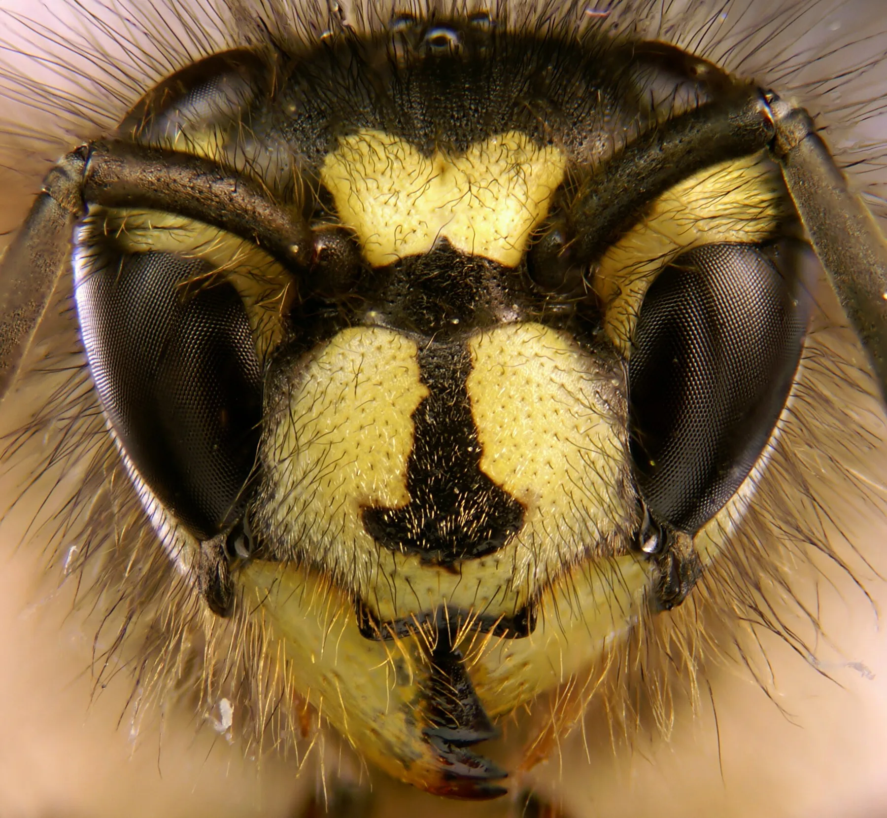 Guêpe commune (Vespula vulgaris) photographiée en macro