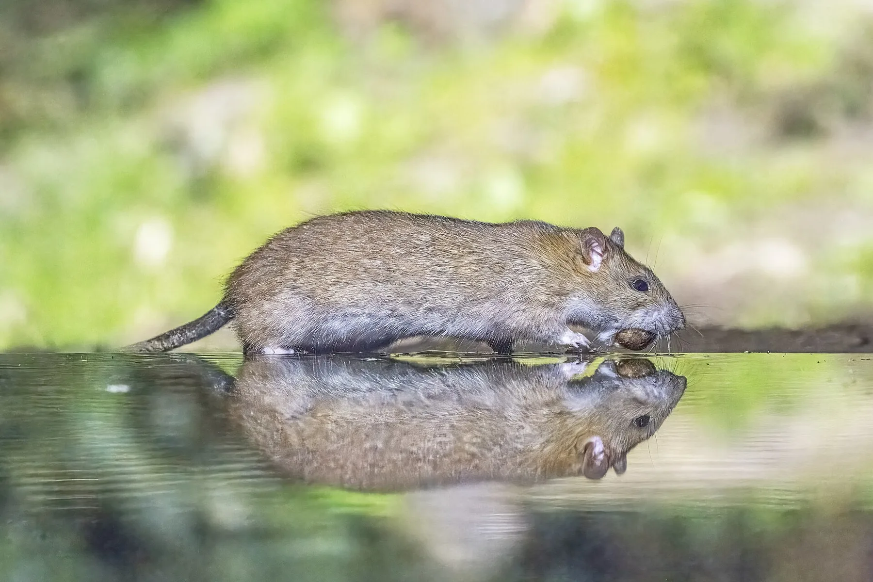 Rat brun (Rattus norvegicus) photographié en extérieur