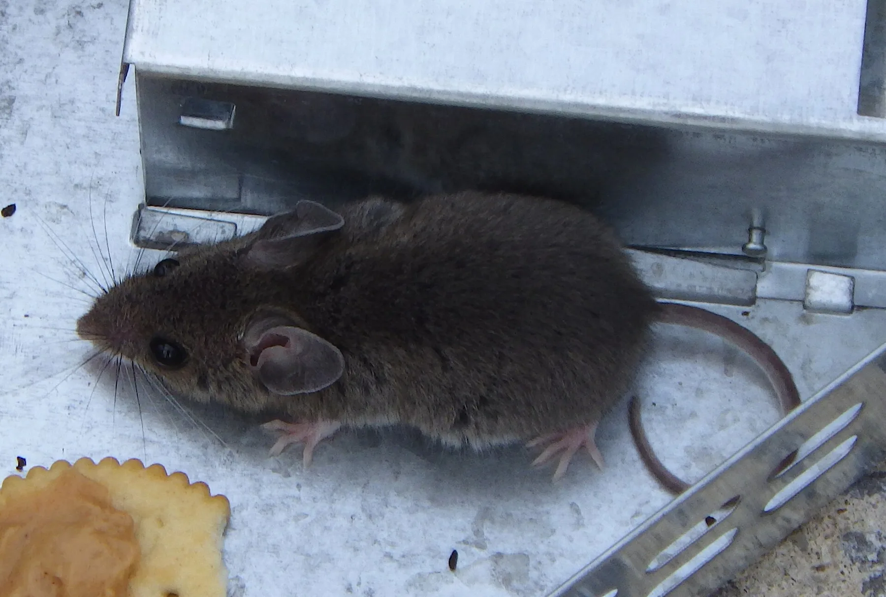 Souris domestique (Mus musculus) photographiée en intérieur